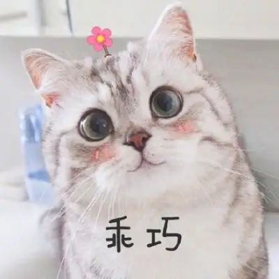 一只小猫
